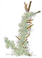 Lichen: Life on a Branch
